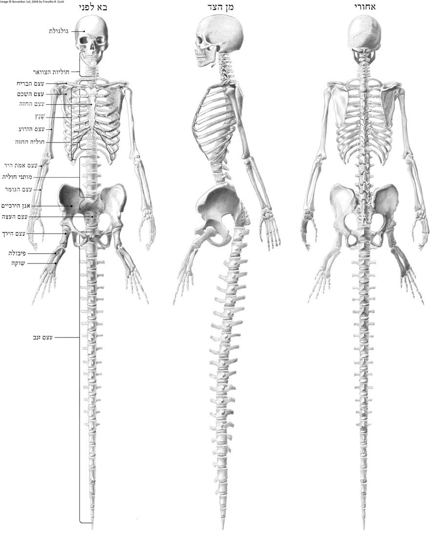 http://www.studiolum.com/wang/anatomy/mermaid-skeleton.jpg
