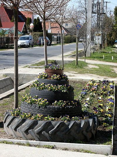 Csömör, Hungary, spring with pansy flowers