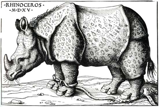 The rhinoceros by Hans Burgkmair, 1515