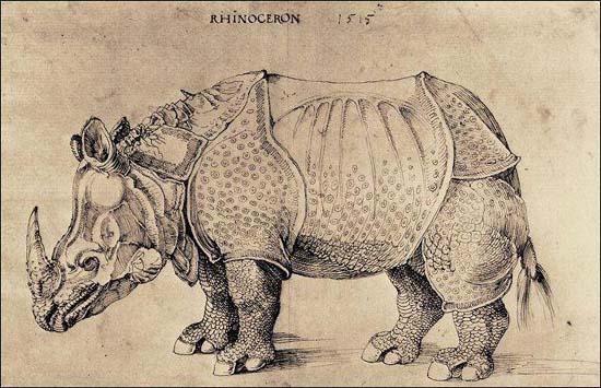 The rhinoceros of Dürer, drawing, 1515