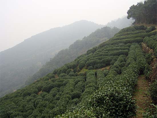 Az Oroszláncsúcs (狮峰 Shifeng) teaültetvényei a Sárkánykút (龙井 Longjing) faluja körüli teavidéken, a Nyugati-tó mellett.