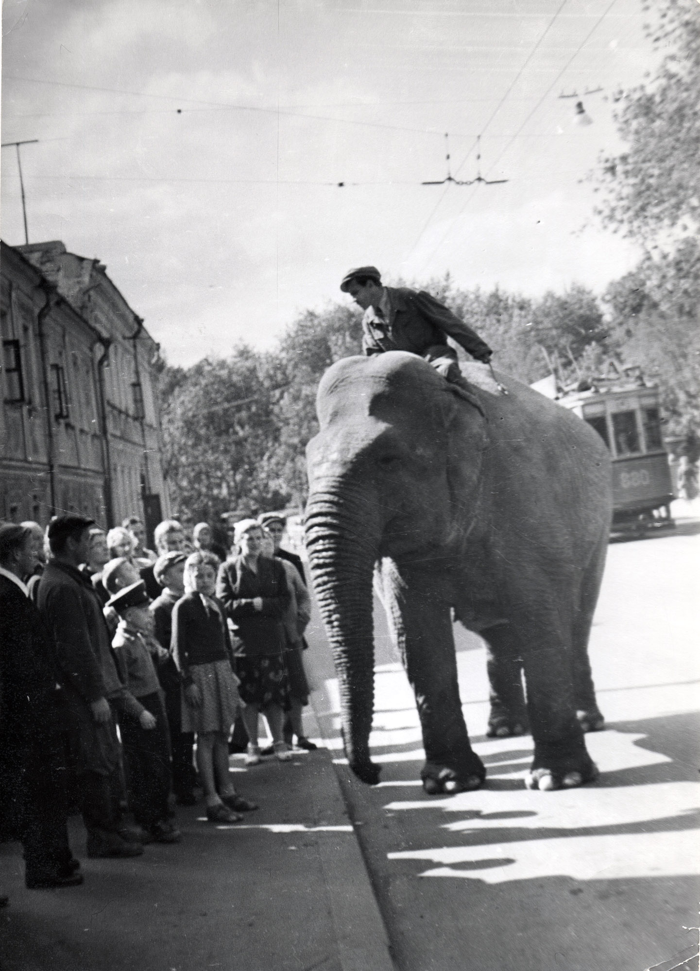 Poemas del río Wang: Even more Fascist elephants